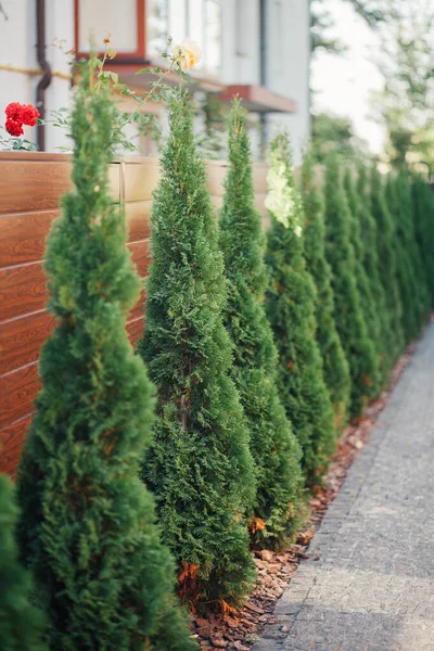 Yeni metal çitli yeşil ladin ağaçları