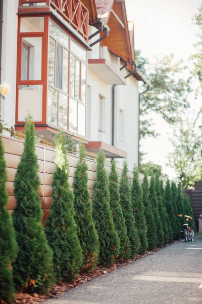 Yeni metal çitli yeşil ladin ağaçları