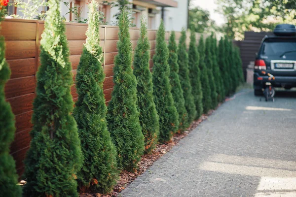 Yeni metal çitli yeşil ladin ağaçları