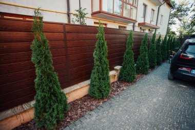 Yeni metal çitli yeşil ladin ağaçları