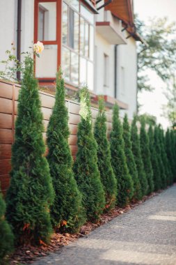 Yeni metal çitli yeşil ladin ağaçları