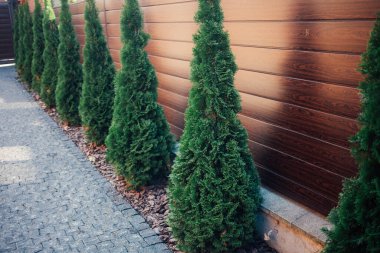 Yeni metal çitli yeşil ladin ağaçları