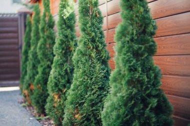 Yeni metal çitli yeşil ladin ağaçları