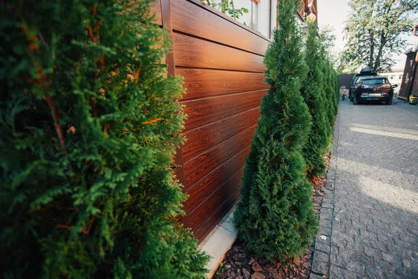 Yeni metal çitli yeşil ladin ağaçları