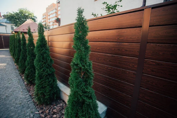 Yeni metal çitli yeşil ladin ağaçları