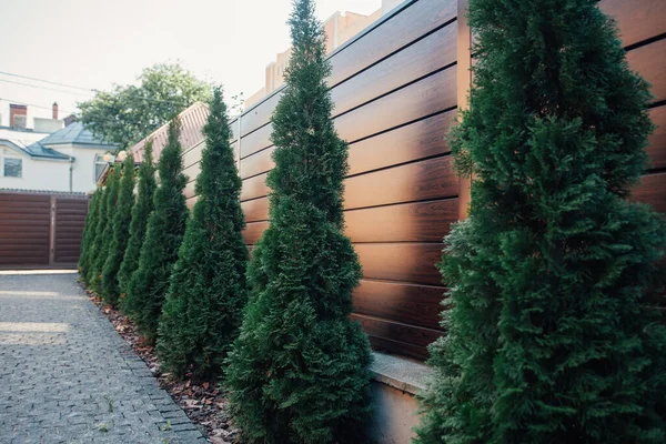 Yeni metal çitli yeşil ladin ağaçları