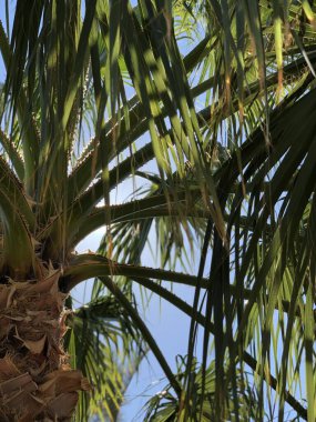 Palmiye ağacı yaz tatili kavramını terk etti