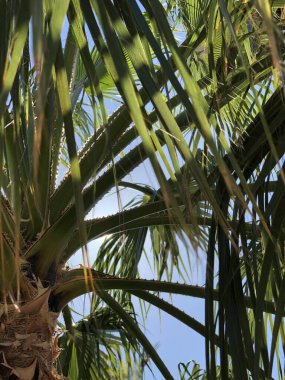 Palmiye ağacı yaz tatili kavramını terk etti