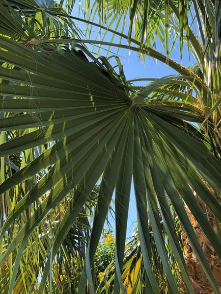 Palmiye Ağacı Yaz Tatili Kavramını Terk Etti — Stok fotoğraf
