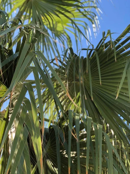 palm tree leaves summer vacation concept