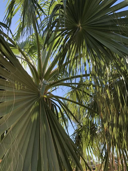 Palm Tree Leaves Summer Vacation Concept — Stock Photo, Image