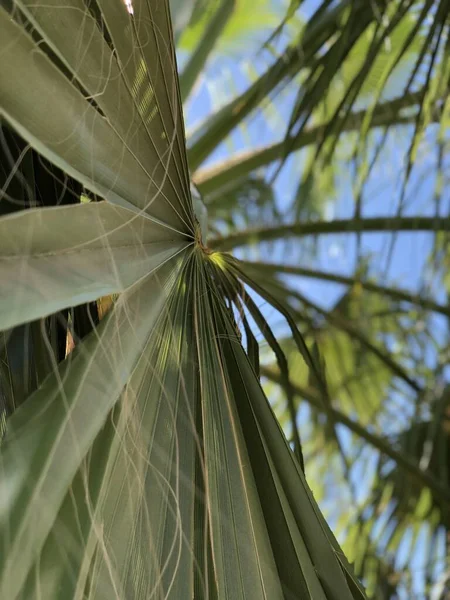Palmeira Deixa Conceito Férias Verão Imagem De Stock