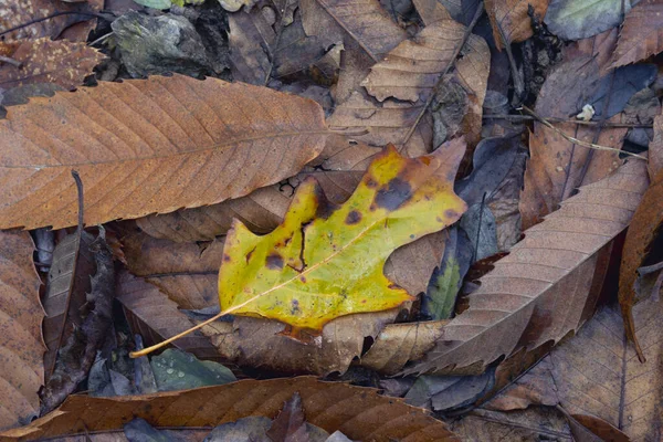 Diğer kahverengi yaprakların arasında sarı yaprak. Sonbaharda kuru yapraklar