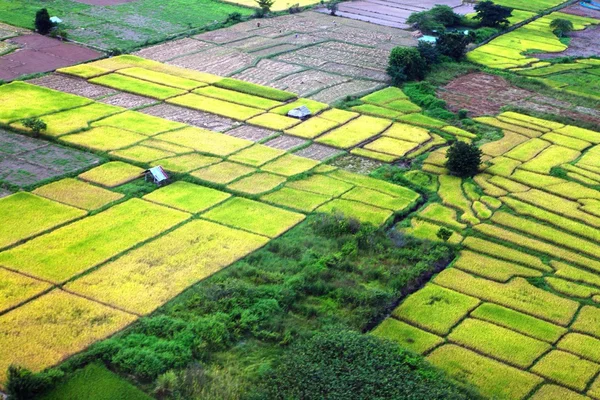 Vue sur le champ de riz d'en haut à Pai, Thaïlande Images De Stock Libres De Droits