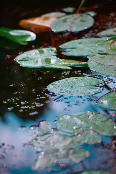 nilüferler yapraklar