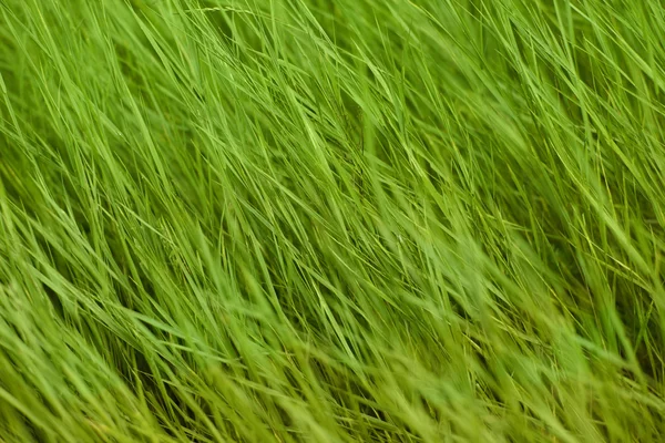 Groene zomer gras — Stockfoto