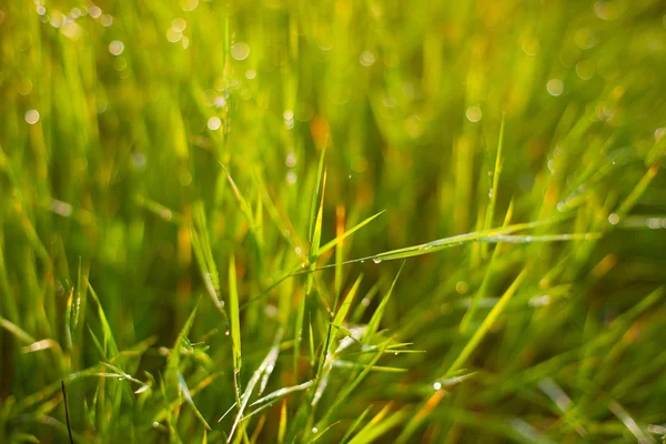 Groene lente gras — Stockfoto