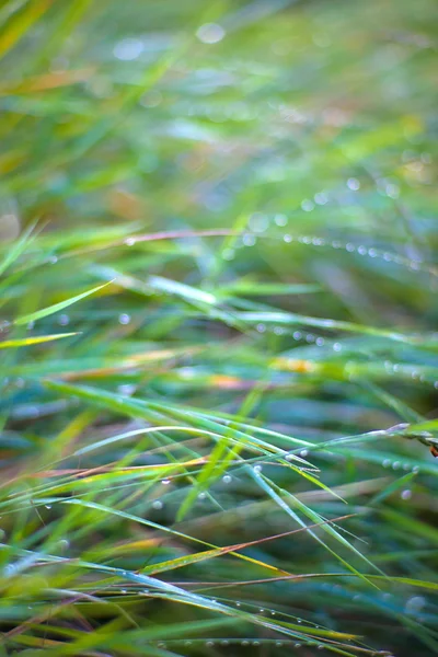 Zelená jarní tráva — Stock fotografie