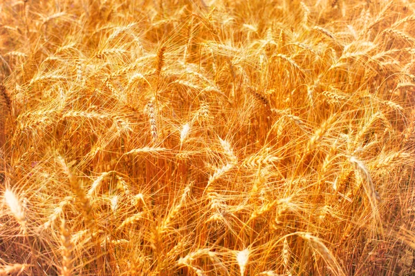 Golden wheats — Stock Photo, Image