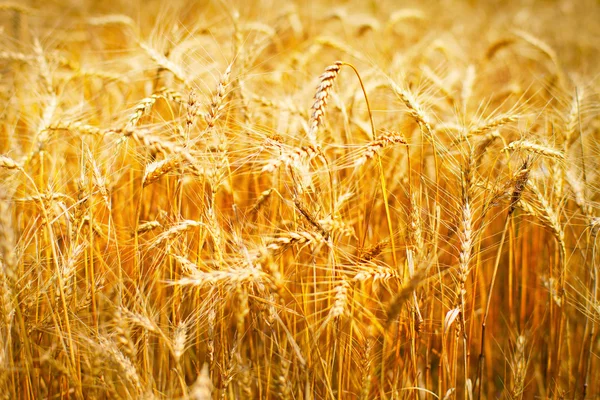 Golden wheats — Stock Photo, Image
