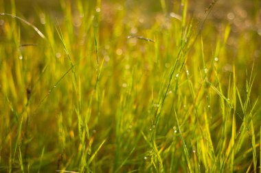 peri ışıkları çimen