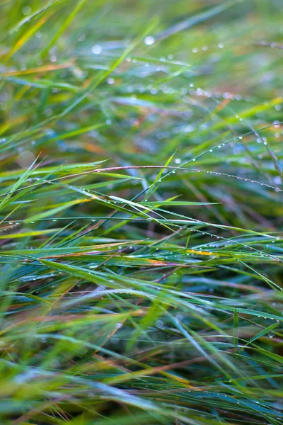 Grünes Frühlingsgras — Stockfoto