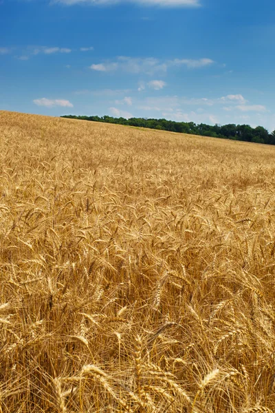 Gouden maïsveld — Stockfoto