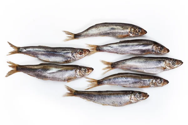 Capelin