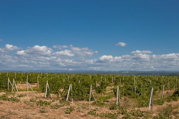 Vingård i Krim — Stockfoto