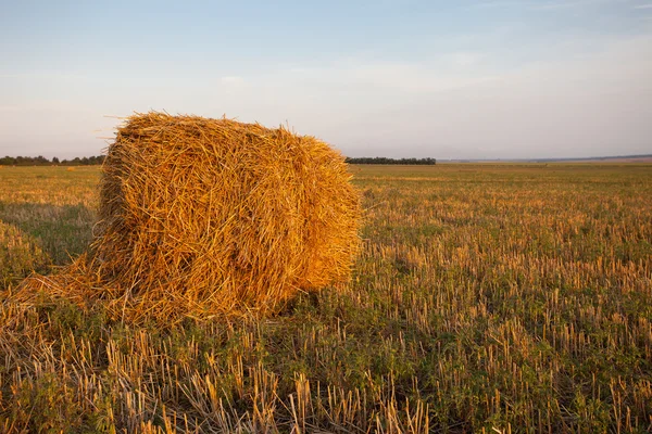 Haystack field — Stock Photo, Image