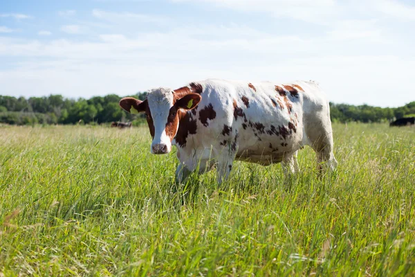 Vaca em verão de pastagem — Fotografia de Stock
