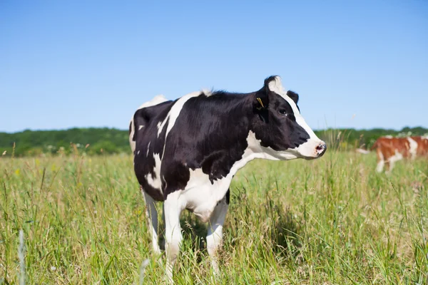 Cow on pasture summer — Stock Photo, Image