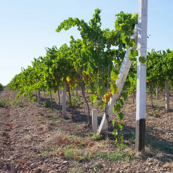 Vingård i Krim — Stockfoto