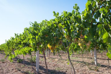 Vineyard Kırım