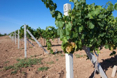 Vineyard Kırım