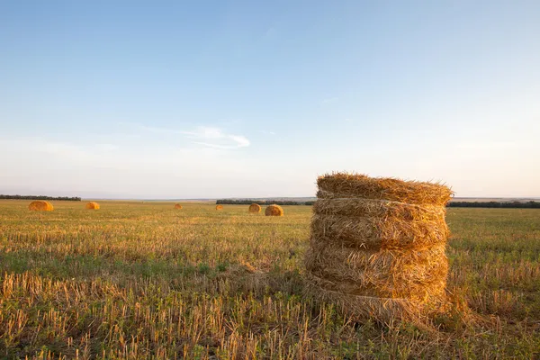 Haystacks on field — Stock Photo, Image