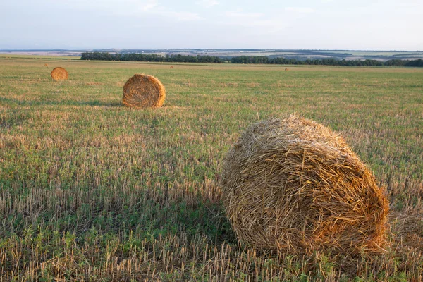 Haystacks field — Stock Photo, Image