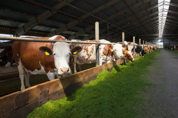 Сows in Stable — Stock Photo, Image