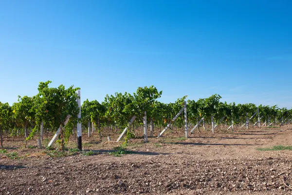Vineyard in Crimea Stock Image