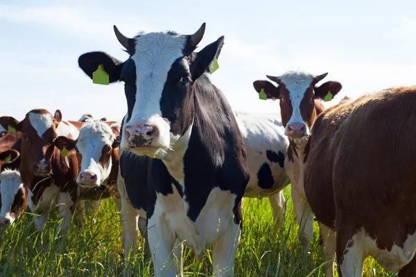 Chatting cows — Stock Photo, Image