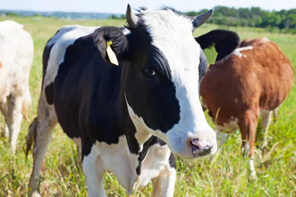 Vaca en pastos verano — Foto de Stock