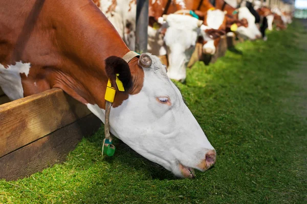 Cow on farm — Stock Photo, Image