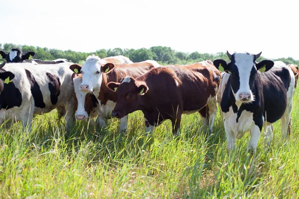 Chatting cows — Stock Photo, Image