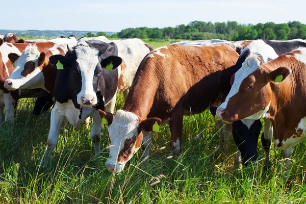 Chatting cows — Stock Photo, Image