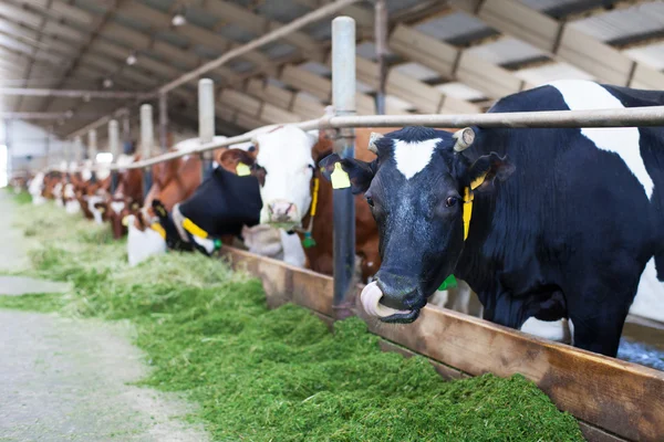 Vaca en establo — Foto de Stock