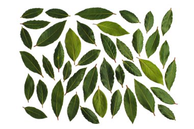 defne yaprağı yeşil