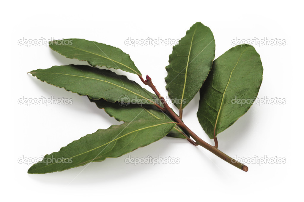 Fresh Bay Leaves branch — Stock Photo © romankorytov 39748189