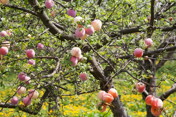 şeftali ağaçları bir