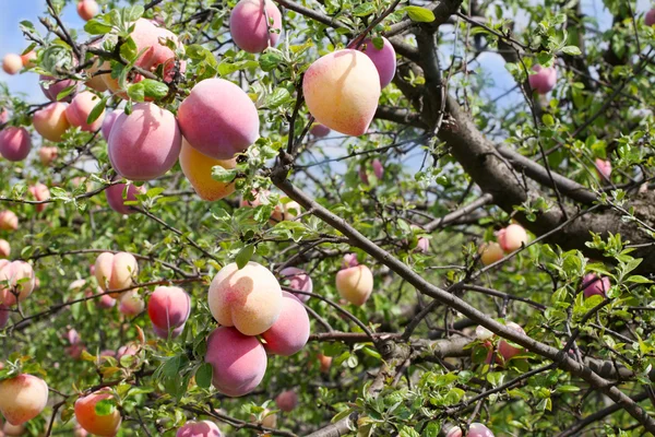 Pfirsiche auf einem Baum — Stockfoto