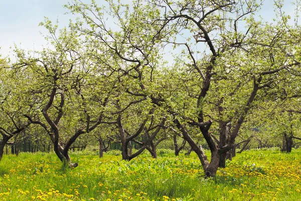 Frühlingsgarten — Stockfoto